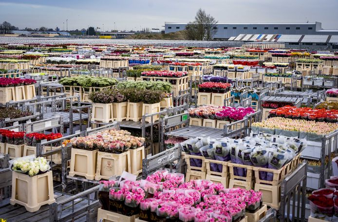 Tientallen karren met bloemen die in maart vorig jaar niet verkocht werden.