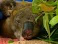 Online inzamelingsactie voor Australische koala's gigantisch succes, reddende engel bezoekt zwaar verbrande Lewis