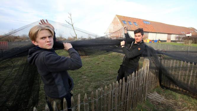 Kinderboerderij herschikt pluimvee