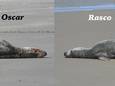 Hilde Saesen, vrijwilligster bij het NorthSealTeam, doopte de grijze zeehond Rasco en maakte deze treffende vergelijkende collage met Oscar, de grijze zeehond die een paar jaar terug aan onze kust opdook