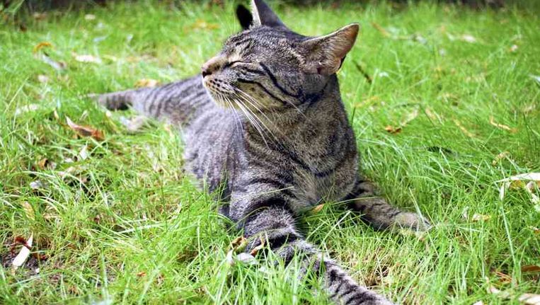 Waarom Uw Kat Altijd In De Tuin Van De Buren Poept Het Parool