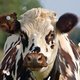 Een koe met moedermelk en andere genetisch gemanipuleerde superdieren