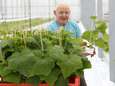 Cor plant voor het goede doel duizenden komkommers in Oosterhoutse kas: ‘Hij verdient zeker een lintje’<br> 