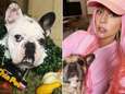 Onbekende vrouw geeft gestolen honden van Lady Gaga af bij politie van Los Angeles