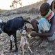 ‘Als dit zo blijft en de geiten gaan allemaal dood, dan sterven wij ook’: het gezin van Mary Ekwar (17) uit Kenia raakte alles kwijt door droogte