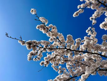 MIJN FOTO | Volop lente in Goes met deze prachtige kersenbloesem