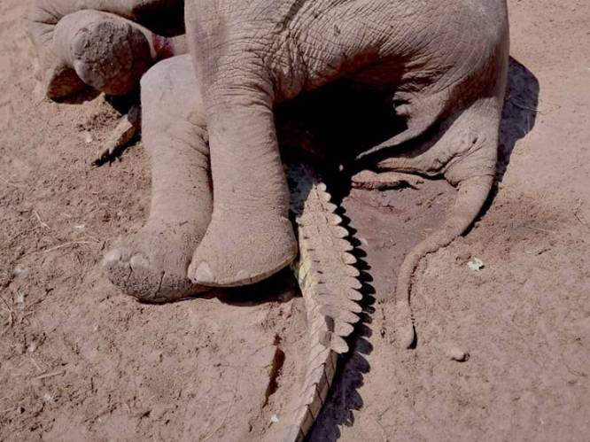 Bizarre foto van dode olifant op verpletterde krokodil roept tal van vragen op: hoe is dat gebeurd?