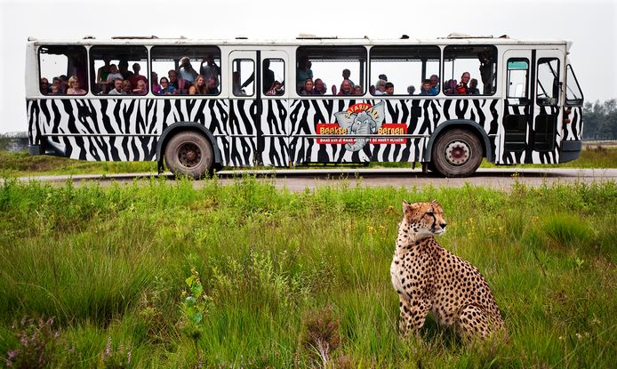 Bezoekers kijken vanuit een bus naar een cheeta in Safaripark Beekse Bergen.