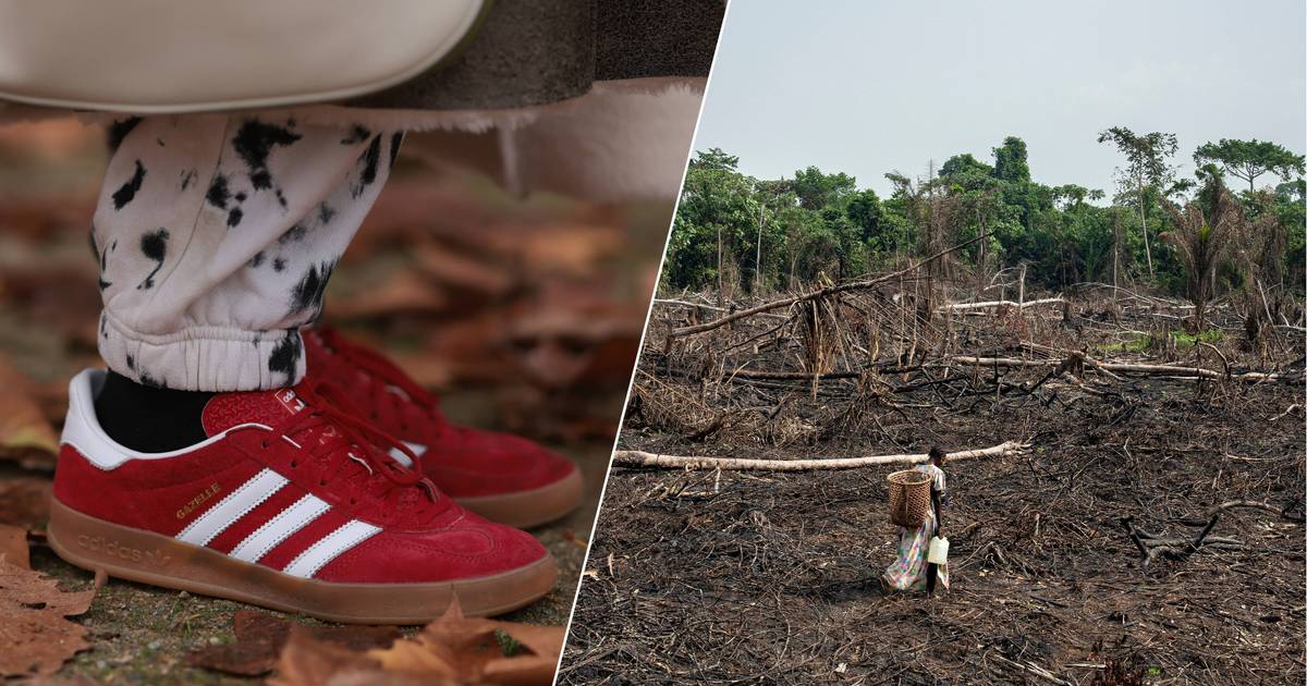 Deforestazione amazzonica e schiavitù moderna: la famosa sneaker Adidas solleva interrogativi |  al di fuori