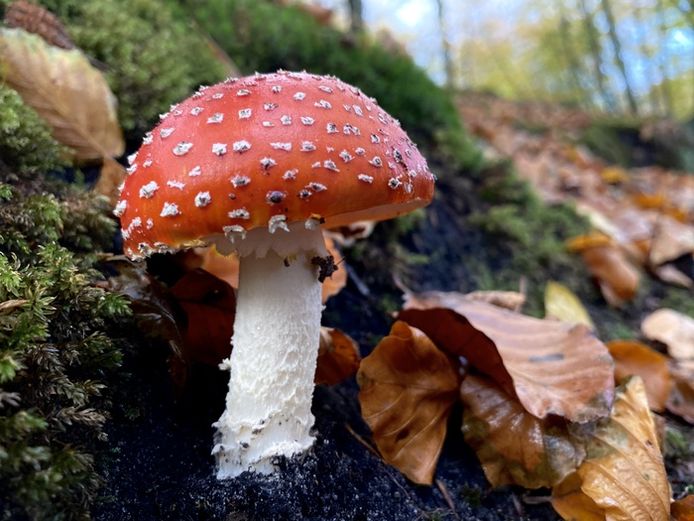Deze foto is gemaakt op 15 oktober 2021 in Rotterdam, in het Kralingse bos.