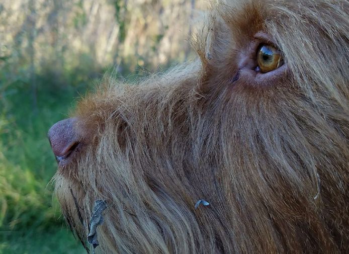 Angus, de driejarige ruwharige vizsla met politieke aspiraties