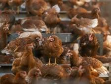 De harde boodschap van landbouwminister Staghouwer: Veel minder kippenboeren in Gelderse Vallei