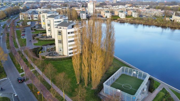 De populieren bij de vijver van Emiclaer in Amersfoort.