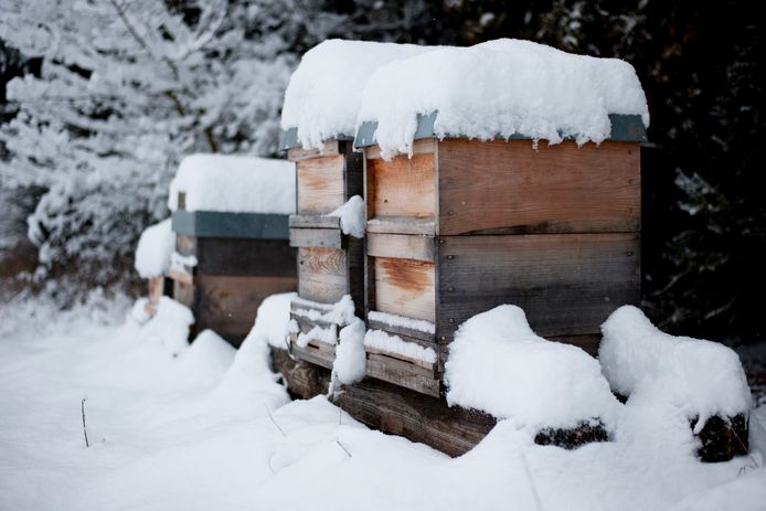 The insulation of the beehive is poor, which means that the heat dissipates much faster, causing stress and sometimes high mortality.