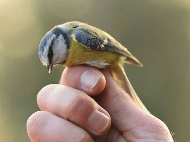 Natuurpunt plukt Roosdaalse vogels uit de lucht: “Ringen levert waardevolle informatie op over hun verspreiding”