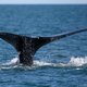Walvis officieel ‘één stap verwijderd van uitsterven’