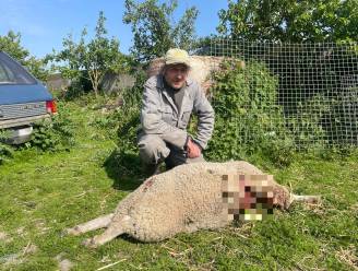 West-Vlaamse wolf bijt meteen schaap dood: “Dat dier kroop gewoon door mijn omheining” 