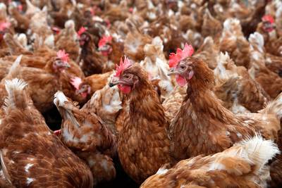 Rechter zet streep door uitbreiding pluimveehouderij in Rijen
