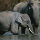 Moeten lastige olifanten worden gedood of beschermd?