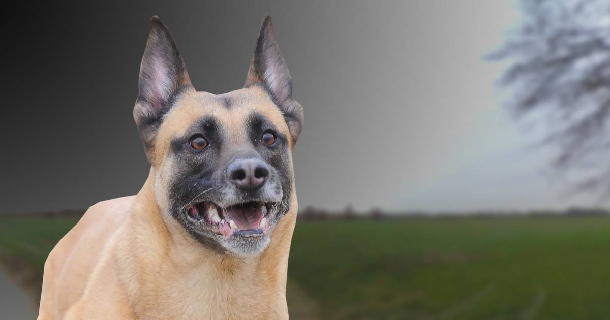 Politie heeft signalement van man die hond doodstak in Wagenberg