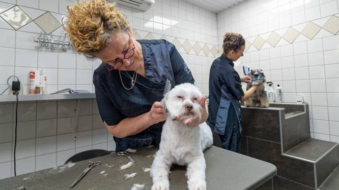 Drukte bij Twentse hondentrimsalons loopt de spuigaten uit: ‘Ik lig elke nacht met pijn in bed’ 