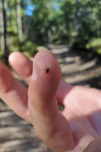 Juni is topmaand voor teken: wat moet je doen als je gebeten bent? En hoe groot is de kans op de ziekte van Lyme?