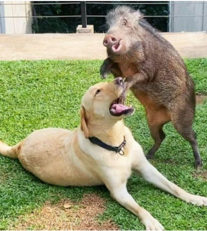 Yezhu et son "meilleur ami" Biubiu, le labrador de la famille.