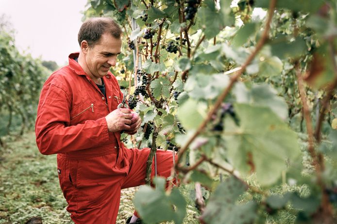 Luc Haekens in betere tijden op zijn Wijndomein Coberger.