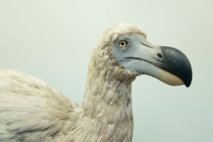 Een reconstruction van een uitgestorven dodo.