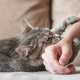 Je kat kan soms uren lang boos op je zijn: dít is de reden