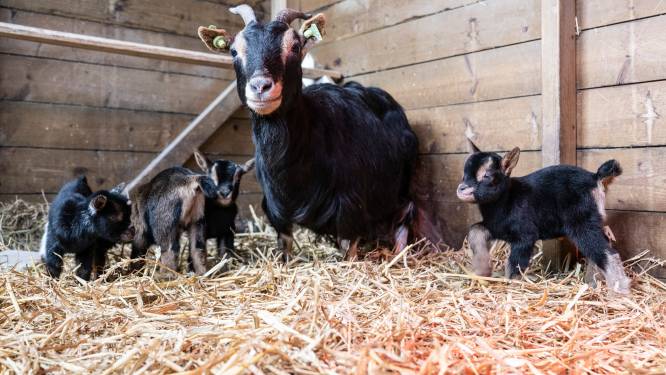 Geit in Lents dierenpark werpt vierling: hoe bijzonder is dat?