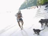 Groep apen valt gezin aan op Thais strand