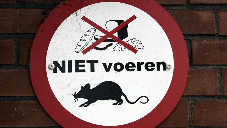 De broodkliko's in Amsterdam volgen op een toegenomen aantal meldingen van rattenoverlast in de stad Beeld ANP