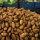 Bijna zeven procent minder aardappelteelt in België
