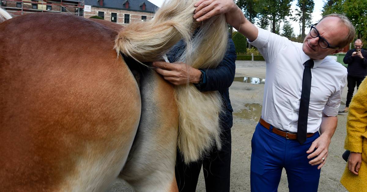 Een gegeven paard kijk je niet in de... euh, bek De Krant hln.be