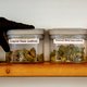 Dit najaar had een groot experiment met staatswiet moeten beginnen, maar het blijft wachten op de legale joint