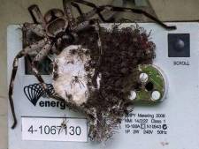 "Pardon, il y a un compteur d'électricité derrière votre araignée"