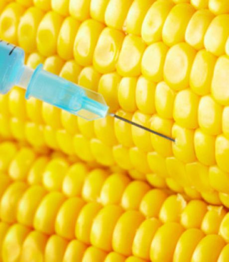 Les OGM n'augmentent pas le rendement des cultures