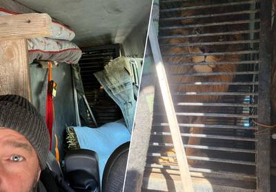 Leeuw die in bestelwagen gered werd uit Oekraïne wordt binnenkort naar Zuid-Afrika gebracht