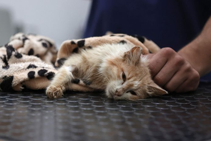 Katje in de kliniek in Nicosia lijdt aan Feline Infectieuze Peritonitis (FIP).