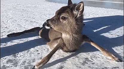 VIDEO: Bambi in het echt! Finse kustwacht redt schattig hertje van ijs