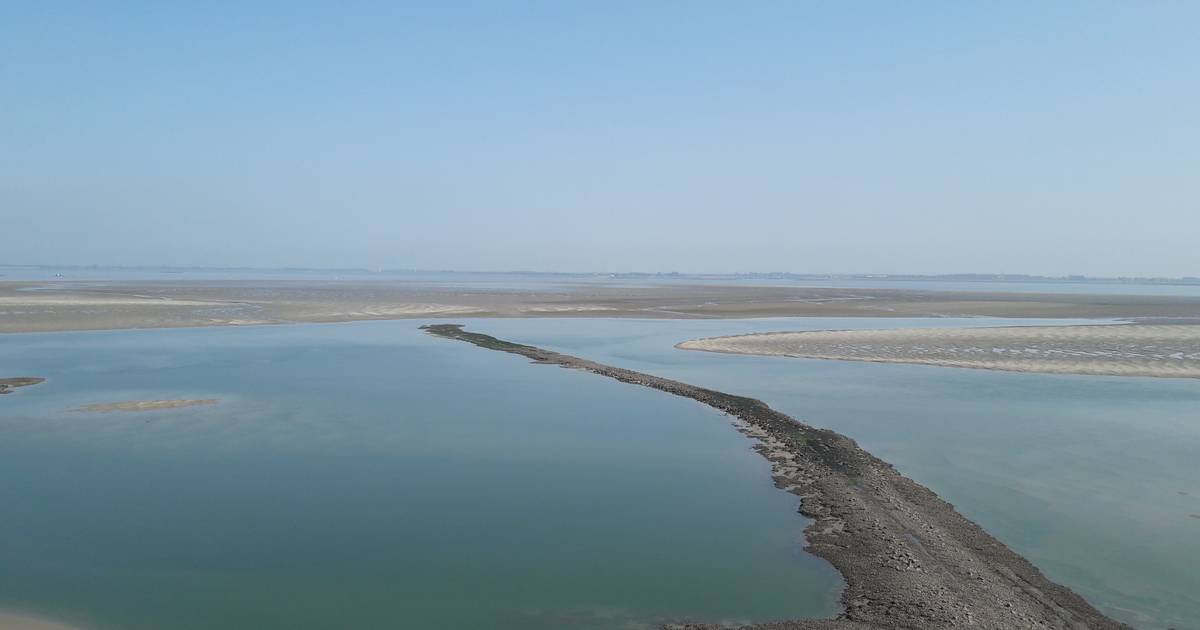 Natuurherstel bij Ossenisse van start: planten en vogels gaan erop vooruit