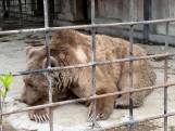 Beren overleven als enige brand in dierentuin op de Krim