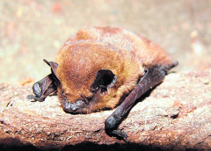 Het project ErvenPlus zorgt voor betere leefomstandigheden voor dieren, zoals vleermuizen.