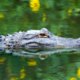 Bizarre beelden van heldendaad: man redt puppy uit bek van alligator