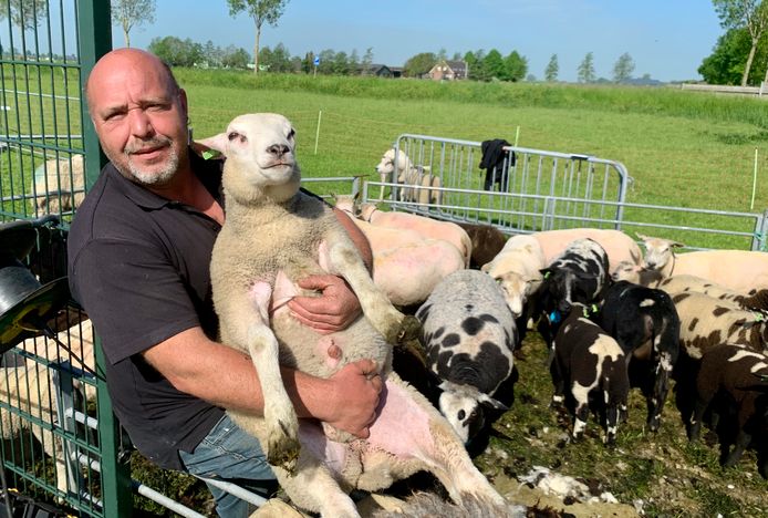 Schoonrewoerder Jan van Tilburg (47) met een van z'n schapen. De jonge ram vindt het geen probleem om even met Jan te poseren.