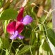 Dertien tips voor het kweken van lathyrus