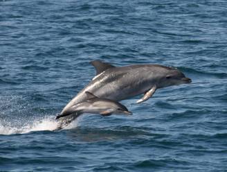 Oorlog tussen uitgehongerde dolfijnen en Italiaanse vissers