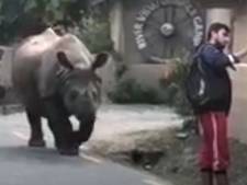 Un rhinocéros sauvage se promène dans la rue au Népal