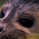 Staatsbosbeheer: zeehond in de Biesbosch
